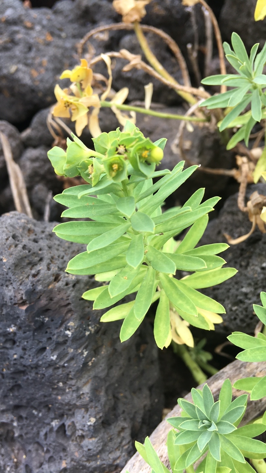 Euphorbia azorica 4