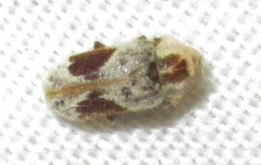 Trichodesma