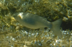 Oedalechilus labeo