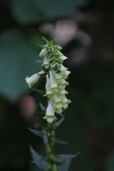Digitalis lutea