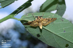 Conogethes punctiferalis