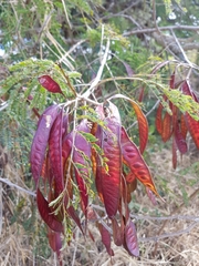 Vachellia abyssinica