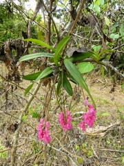 Rodriguezia lanceolata