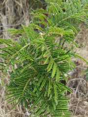 Vachellia abyssinica