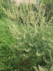 Artemisia vulgaris