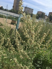 Artemisia vulgaris