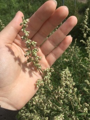 Artemisia vulgaris
