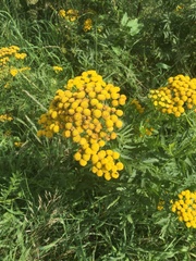 Tanacetum vulgare