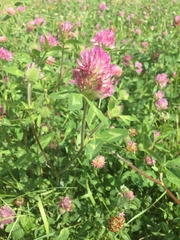 Trifolium pratense