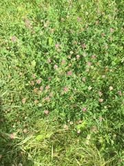 Trifolium pratense