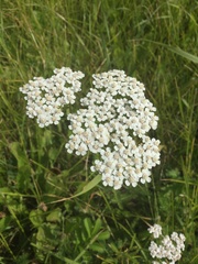 Achillea millefolium
