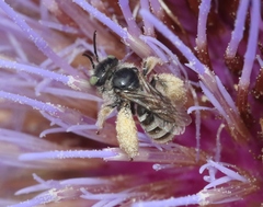 Anthophorula