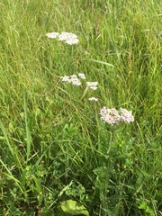 Achillea millefolium