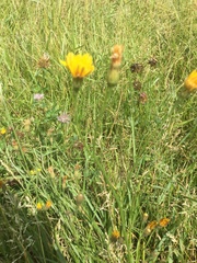 Scorzoneroides autumnalis