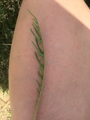 Scorzoneroides autumnalis