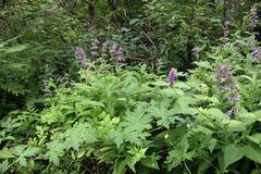 Nepeta manchuriensis