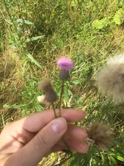 Cirsium arvense