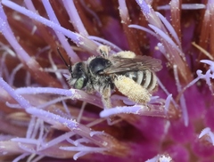 Anthophorula