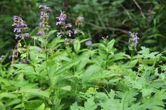 Nepeta manchuriensis