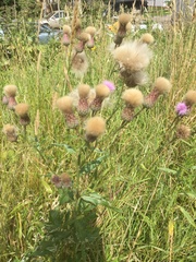 Cirsium arvense