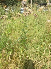 Cirsium arvense