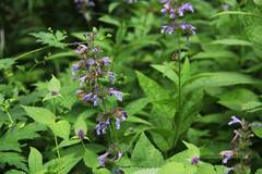 Nepeta manchuriensis