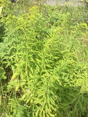 Solidago gigantea