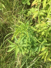 Solidago gigantea