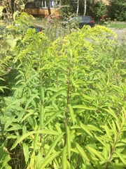 Solidago gigantea