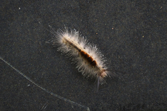 Dasychira chekiangensis