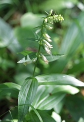 Digitalis lutea