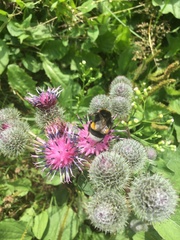Bombus