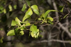 Cadellia pentastylis