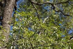 Cadellia pentastylis