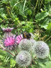 Bombus