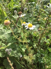 Tripleurospermum inodorum