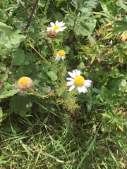 Tripleurospermum inodorum