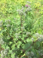 Arctium tomentosum