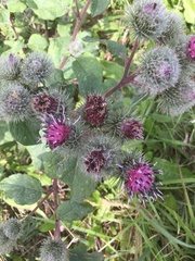 Arctium tomentosum