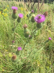 Cirsium vulgare