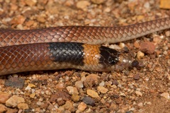 Brachyurophis incinctus