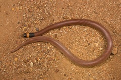 Brachyurophis incinctus