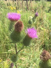 Cirsium vulgare