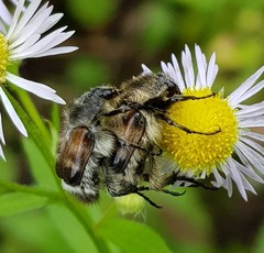 Lasiotrichius succinctus