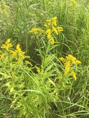 Solidago gigantea