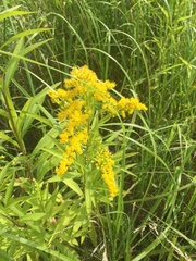 Solidago gigantea