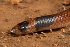 Brachyurophis incinctus