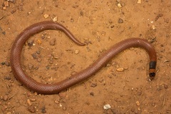 Brachyurophis incinctus