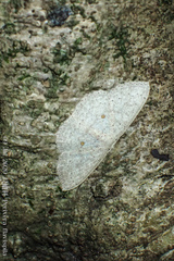 Perixera flavispila
