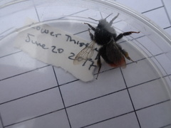 Bombus ruderarius
